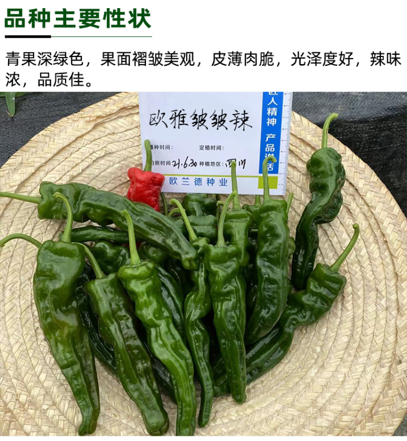 欧雅皱皱辣早熟深绿青果辣椒种子皮薄肉脆辣味浓