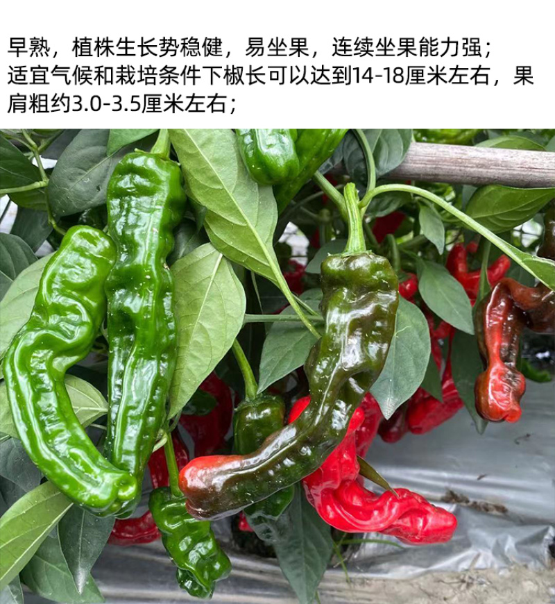欧雅皱皱辣早熟深绿青果辣椒种子皮薄肉脆辣味浓