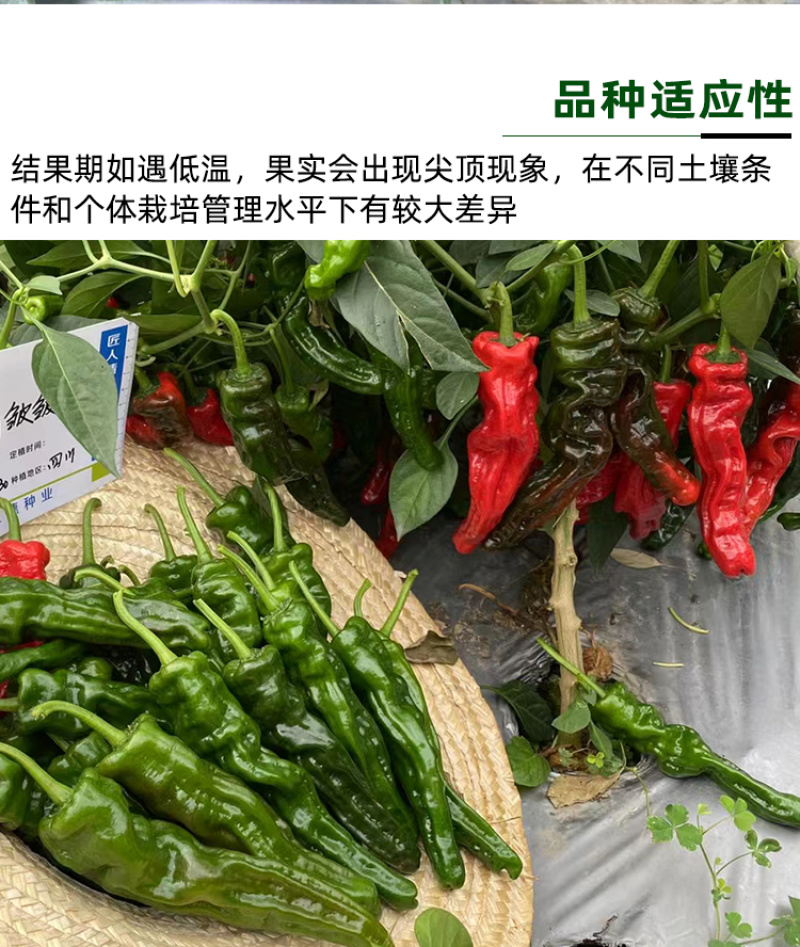 欧雅皱皱辣早熟深绿青果辣椒种子皮薄肉脆辣味浓