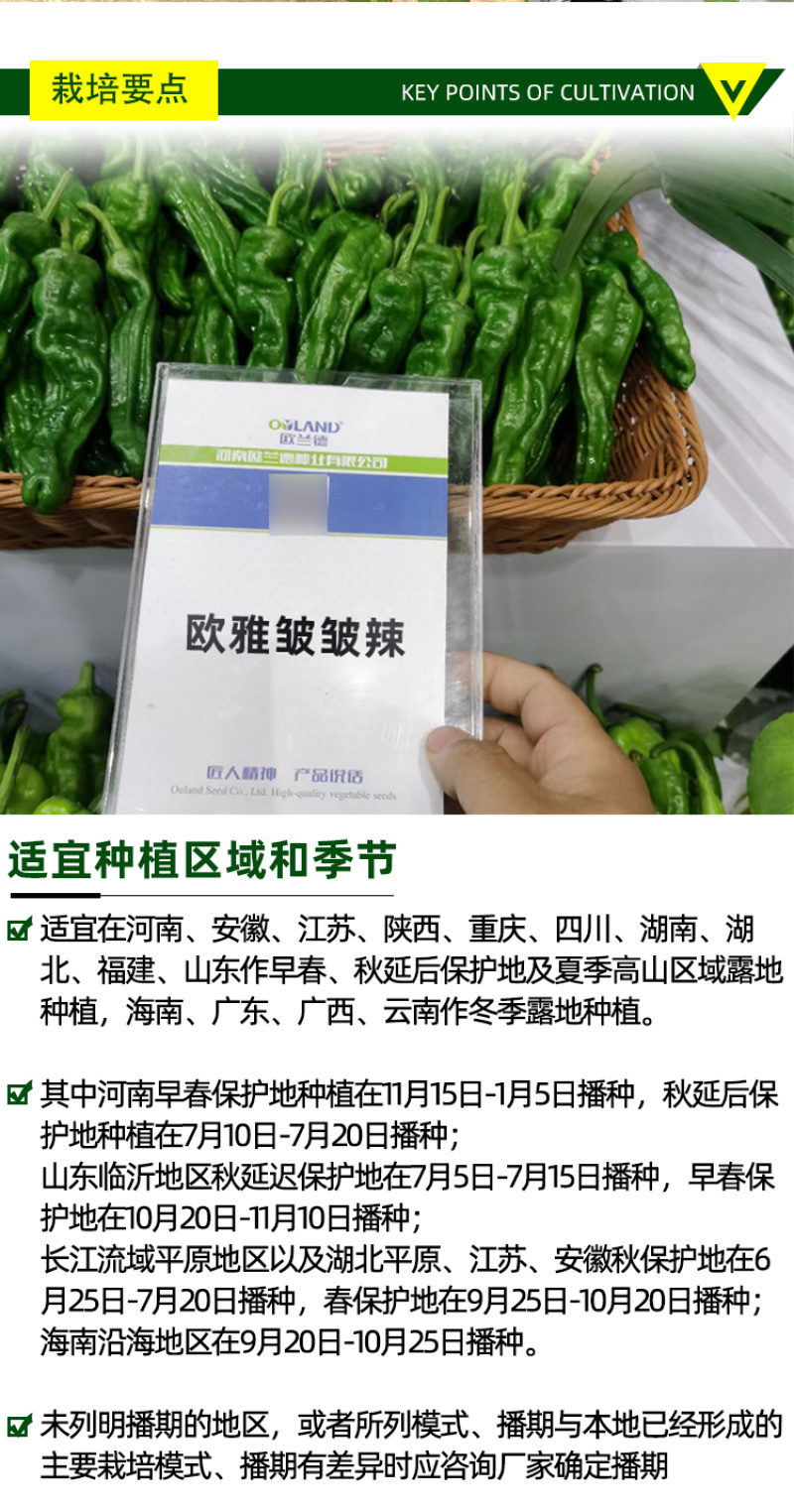 欧雅皱皱辣早熟深绿青果辣椒种子皮薄肉脆辣味浓