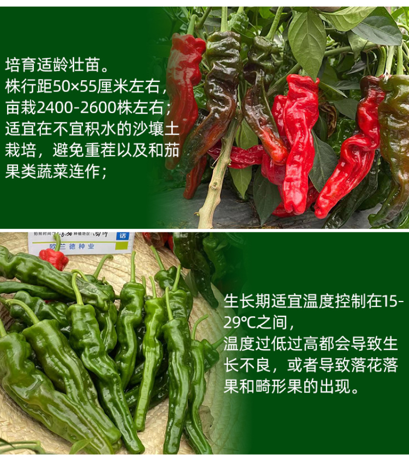 欧雅皱皱辣早熟深绿青果辣椒种子皮薄肉脆辣味浓
