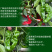 欧雅皱皱辣早熟深绿青果辣椒种子皮薄肉脆辣味浓