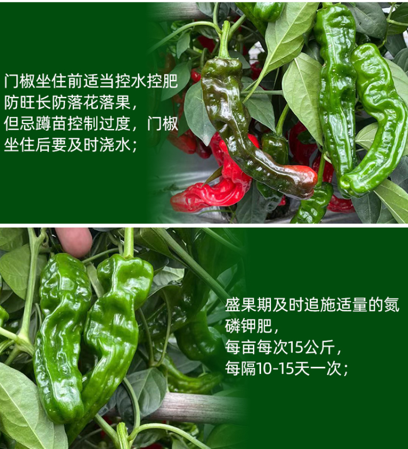 欧雅皱皱辣早熟深绿青果辣椒种子皮薄肉脆辣味浓