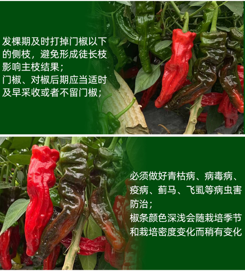 欧雅皱皱辣早熟深绿青果辣椒种子皮薄肉脆辣味浓