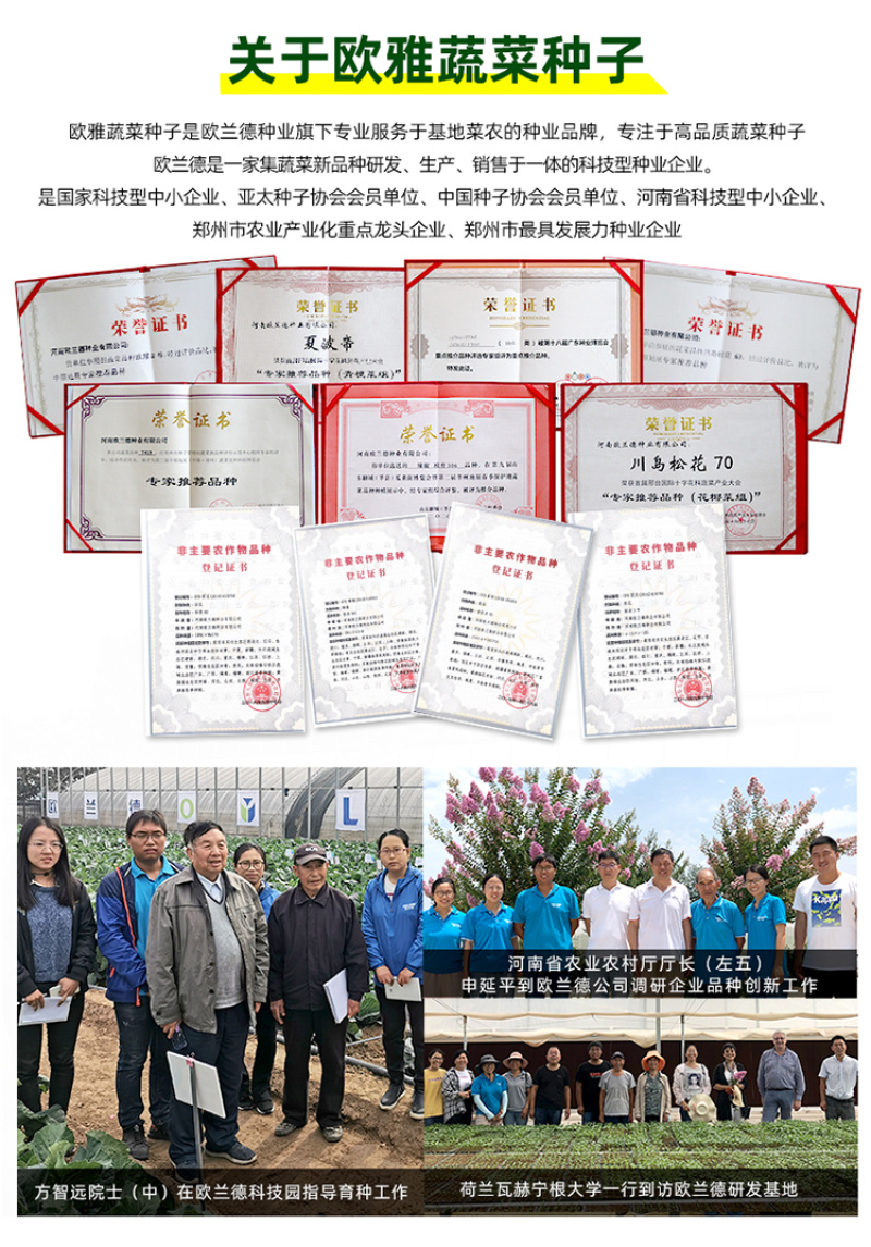 欧雅皱皱辣早熟深绿青果辣椒种子皮薄肉脆辣味浓