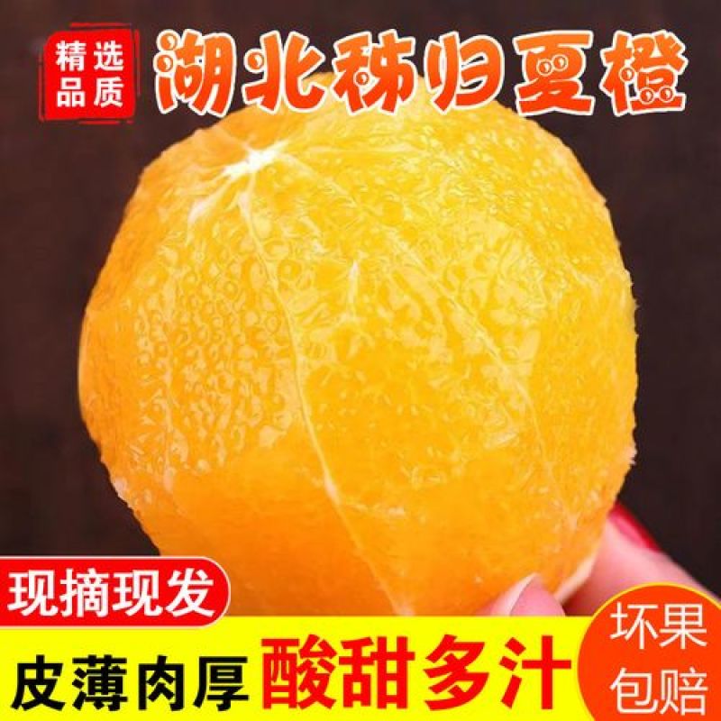 湖北夏橙宜昌夏橙口感九分甜，一分酸一手货源欢迎选购