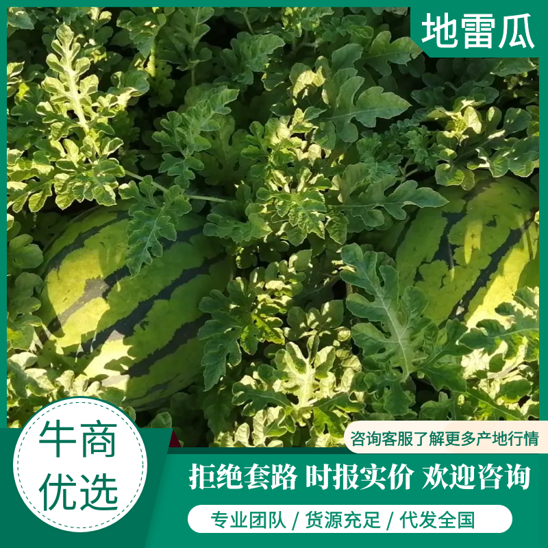 【推荐】东北地雷西瓜包熟包甜量大从优欢迎来电咨询