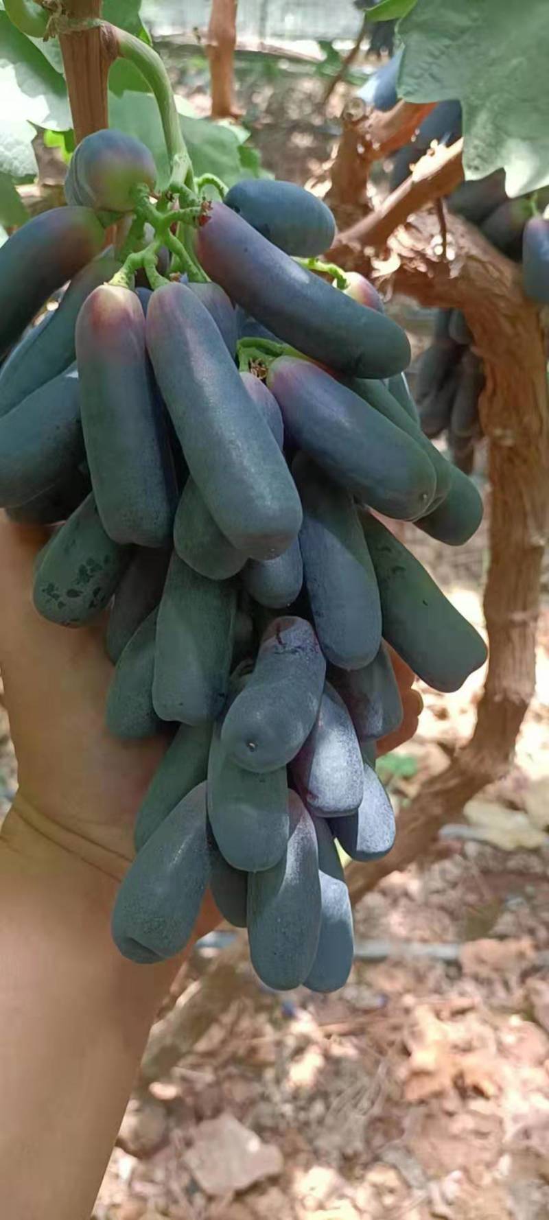 西昌蓝宝石大量上市欢迎各位老板前来洽谈合作！