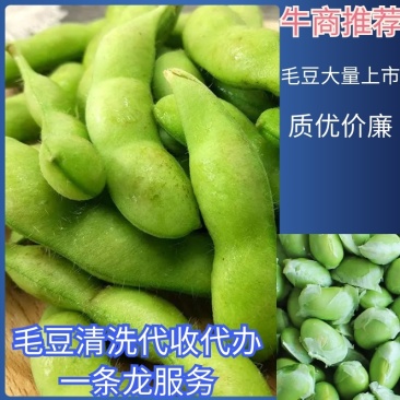 75毛豆大量上市质优价廉原料，冻品，有需要的老板抓紧联系