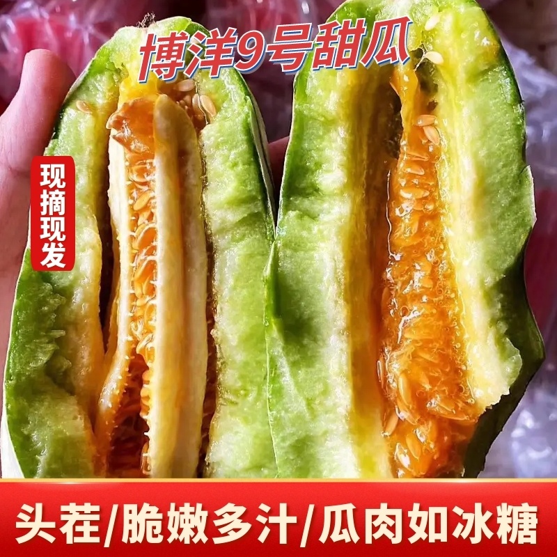 博洋9号甜瓜/一件代发甜瓜/脆嫩多汁/瓜肉如冰糖好吃