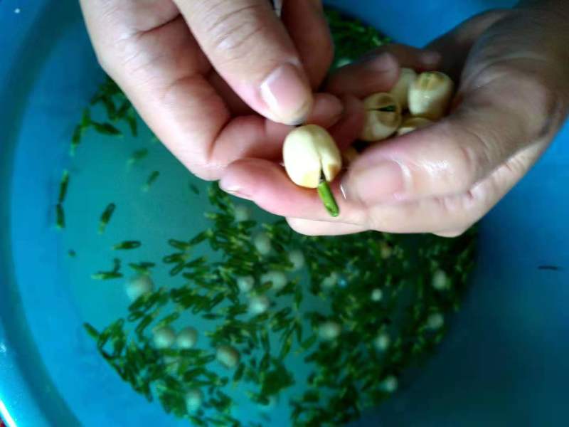 莲子心新货茶去火清心泡水莲芯非特级莲子芯莲心茶天然连子心