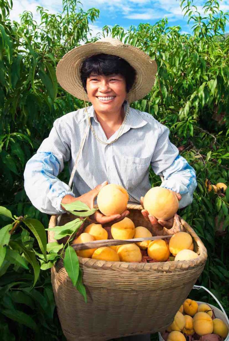 京东包邮~湖南炎陵黄桃，中村乡核心区精品果