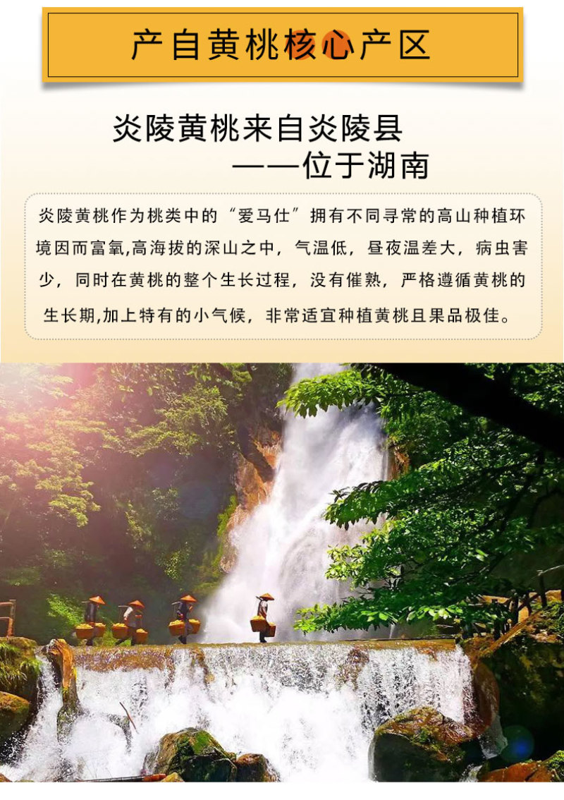 京东包邮~湖南炎陵黄桃，中村乡核心区精品果