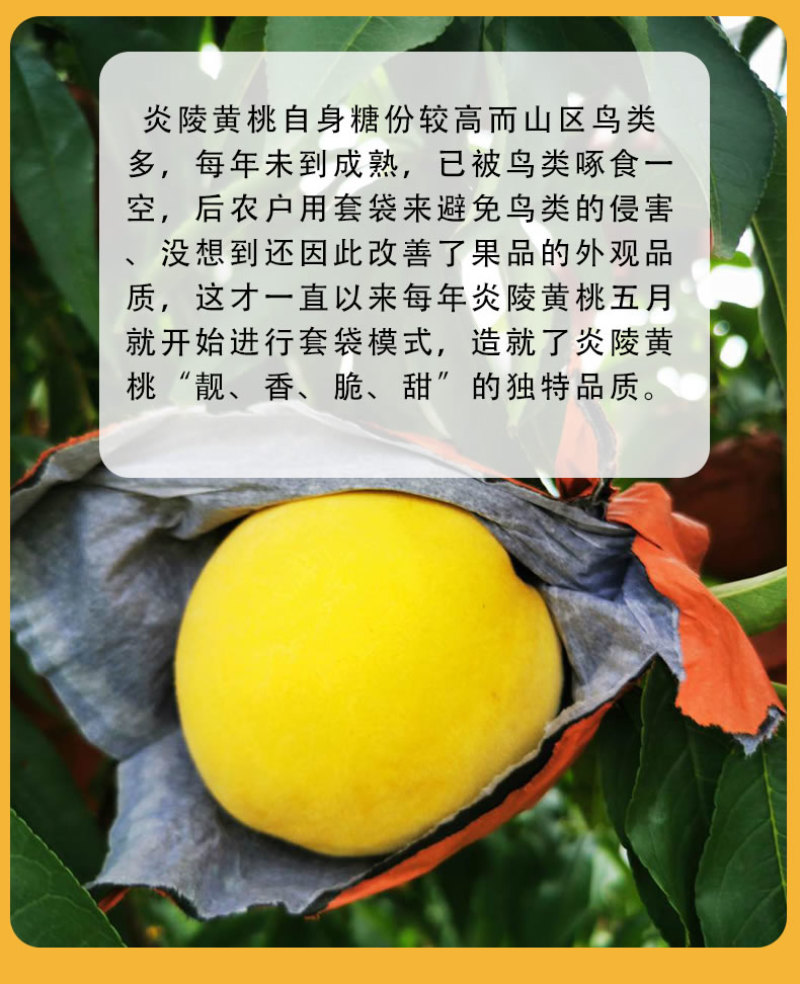 京东包邮~湖南炎陵黄桃，中村乡核心区精品果