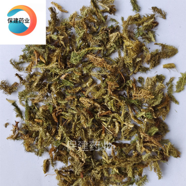 伸筋草伸筋草绿色统段纯绿色无杂色新货到了低价销