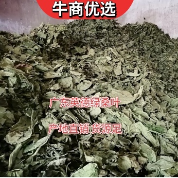 广东英德产地直销青桑叶，优质青桑叶，欢迎选购