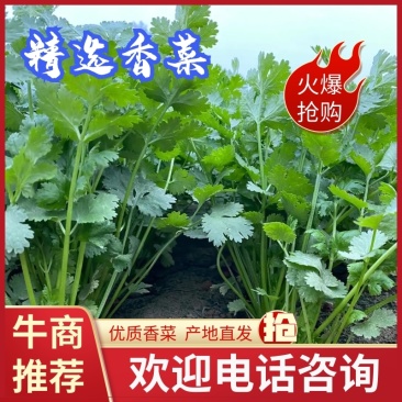精品香菜优质香菜产地直发信誉第一大量上市