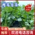 精品香菜优质香菜产地直发信誉第一大量上市