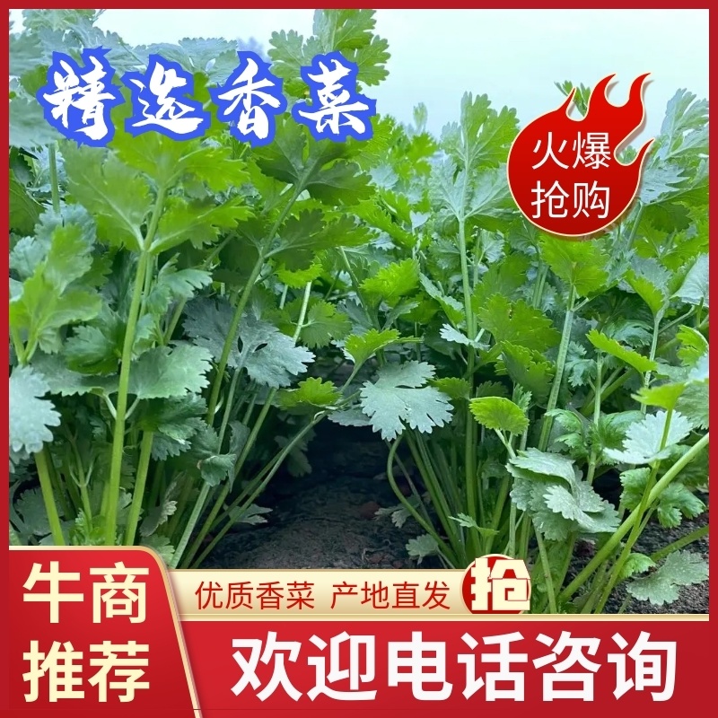 精品香菜优质香菜产地直发信誉第一大量上市