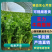 山西稷山精品实心芹菜质量保证颜色鲜亮产地直发