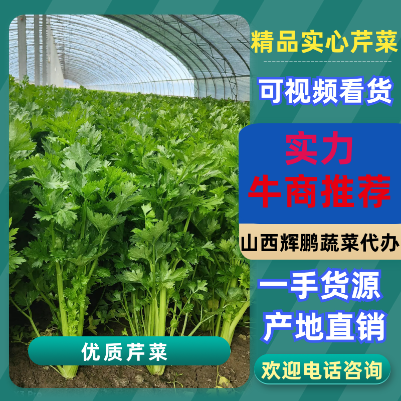 山西稷山精品实心芹菜质量保证颜色鲜亮产地直发