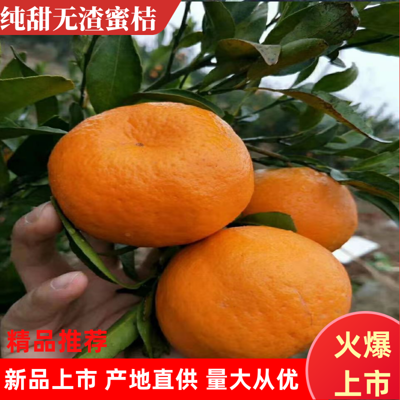 湖北宜昌优质蜜桔，果大皮薄甜度高，基地直供，货源充足。