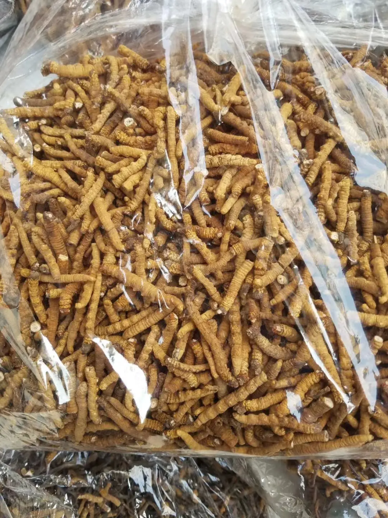 冬虫夏草精选全国顺丰包邮