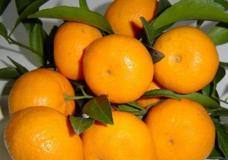 新余蜜桔味甜肉嫩、现摘现发，货源充足，汁多化渣，含糖量高。