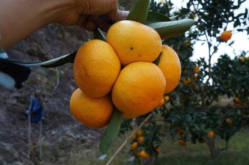 新余蜜桔味甜肉嫩、现摘现发，货源充足，汁多化渣，含糖量高。
