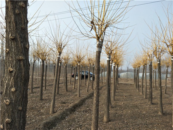 榕树接种点钻孔示意图