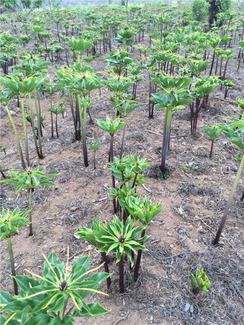 滇重楼大苗新型农业药材种植威宁药材基地