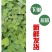 滇重楼大苗新型农业药材种植威宁药材基地