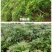 滇重楼大苗新型农业药材种植威宁药材基地