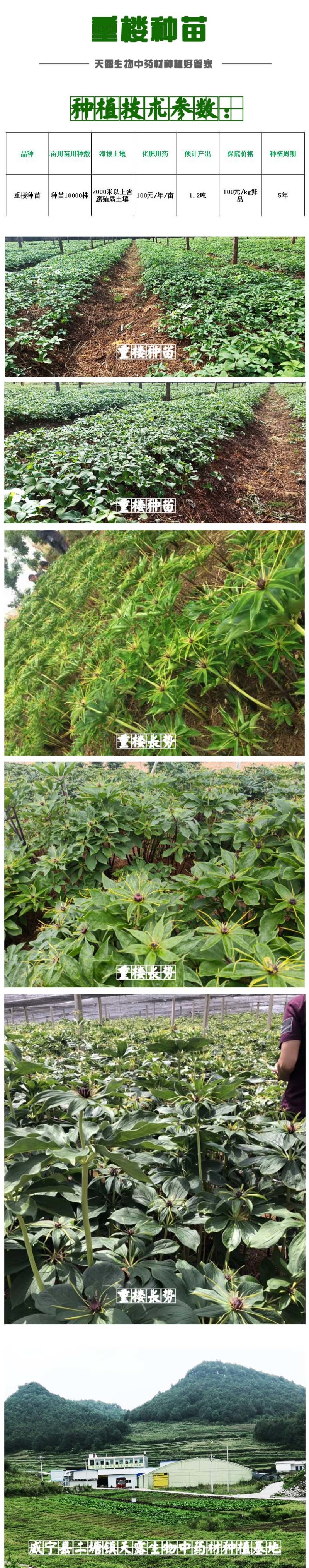 滇重楼大苗新型农业药材种植威宁药材基地