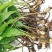 毛慈菇种苗冰球子泥冰子慈菇山茨菇正宗水白芨新品发布