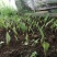 毛慈菇种苗冰球子泥冰子慈菇山茨菇正宗水白芨新品发布