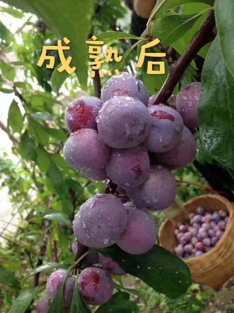 四川汉源高山脆红李百万斤规模种植基地欢迎各位老板前来咨询