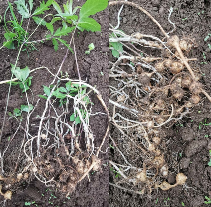 珠子参种苗新型农业中药材种植威宁中药材纽子