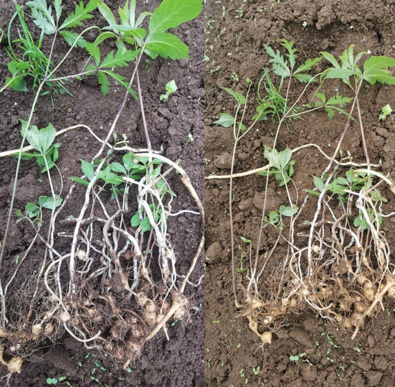珠子参种苗新型农业中药材种植威宁中药材纽子
