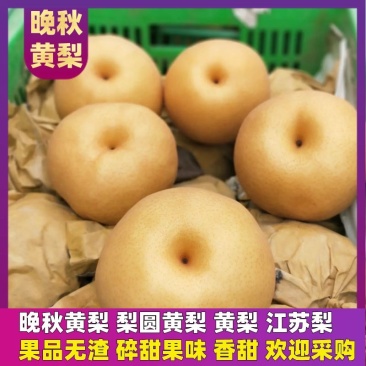 晚秋黄梨梨圆黄梨黄梨江苏梨果品无渣碎甜果味香甜
