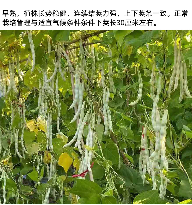 芸豆种子白不老四季豆架豆保护地高产无筋豆小金豆扁豆角种籽