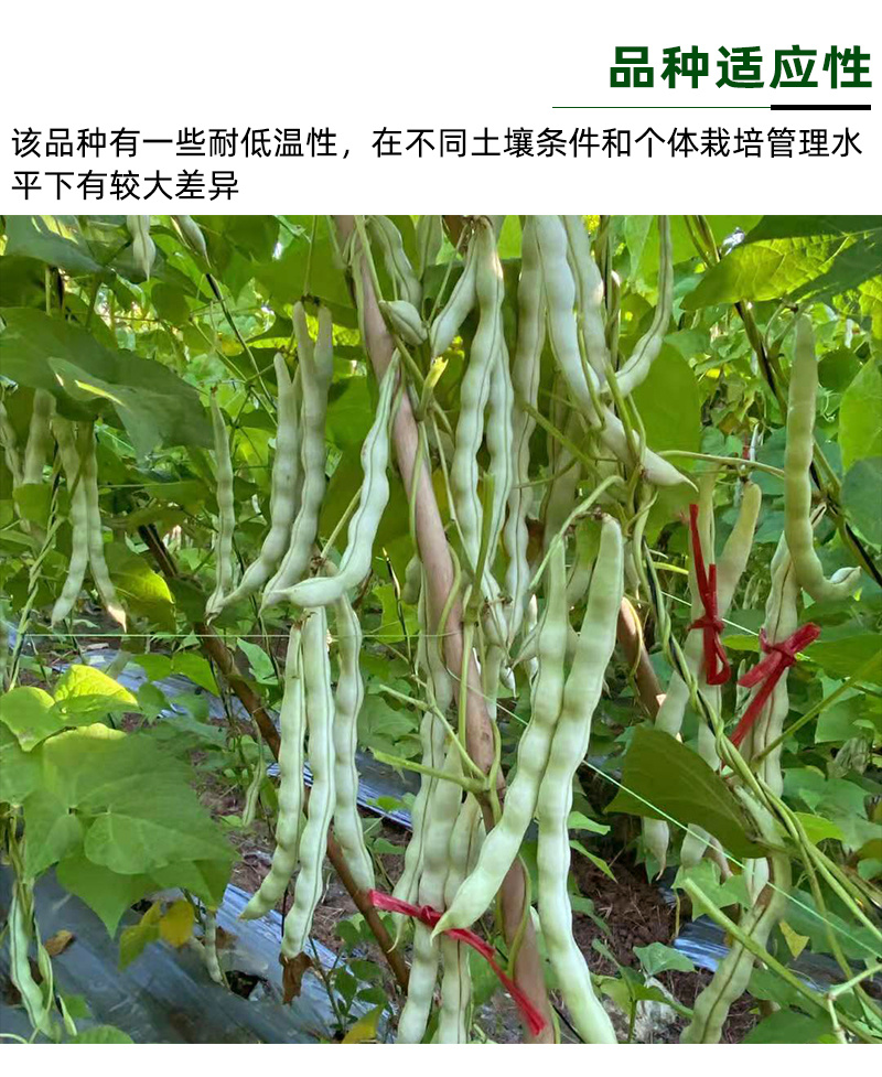 芸豆种子白不老四季豆架豆保护地高产无筋豆小金豆扁豆角种籽
