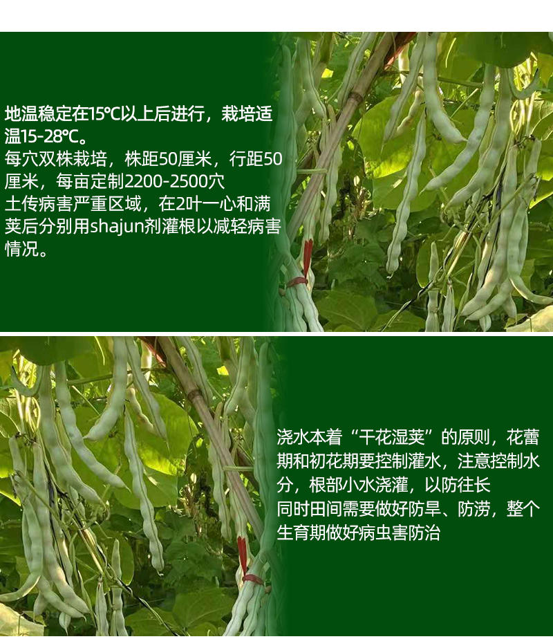 芸豆种子白不老荚条一致早熟长势稳健连续结荚