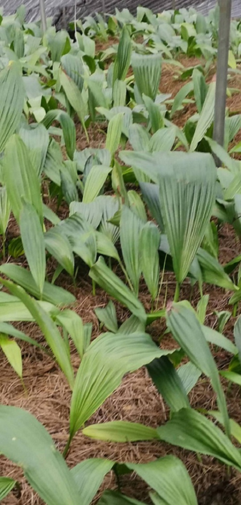 冰球子干品贵州中药材山慈菇毛慈菇新鲜干货