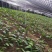 冰球子干品贵州中药材山慈菇毛慈菇新鲜干货