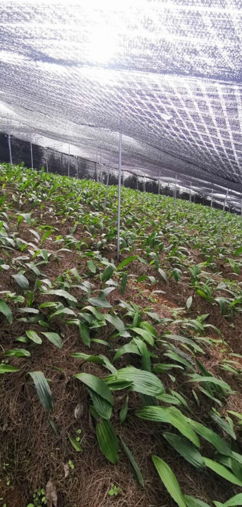 冰球子干品贵州中药材山慈菇毛慈菇新鲜干货