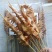 供应烧烤食材
