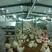 现代化鸡蛋箱子24穴鸡用孵化箱产蛋箱专业生产厂家