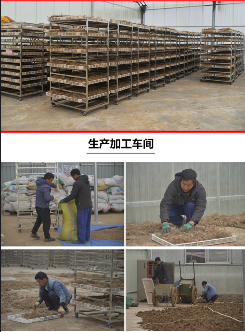 木香贵州中药材云新货干品基地直发签订供货合同质量保证