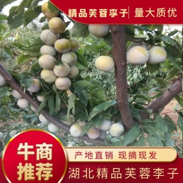 湖北省宜城市小芙蓉李大量上市红肉口感好一手货源